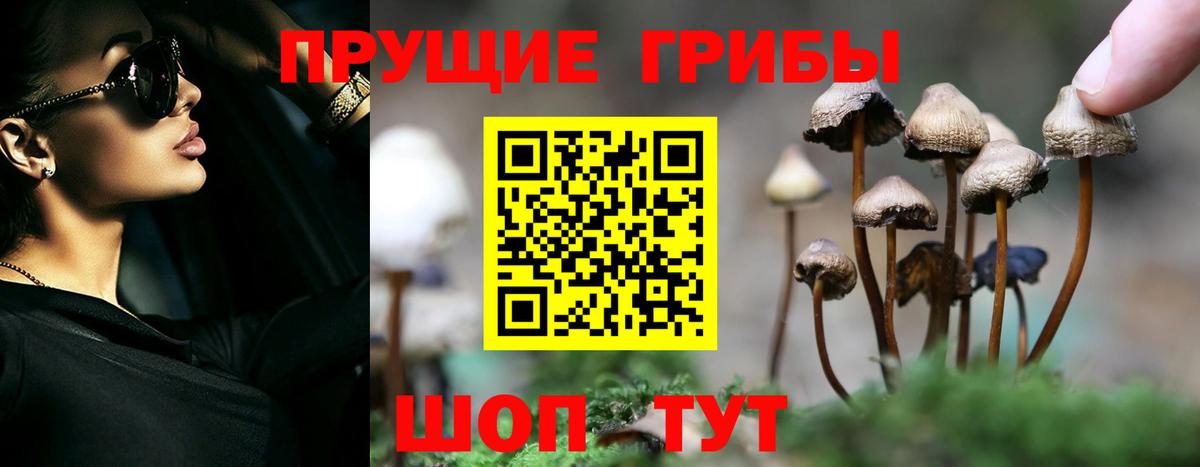 Галлюциногенные грибы Psilocybe Горячий Ключ